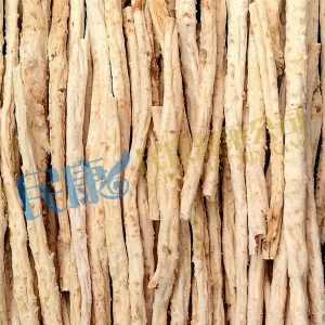 RadixGlehniae<br>ShaShen<br>沙參<br>沙参