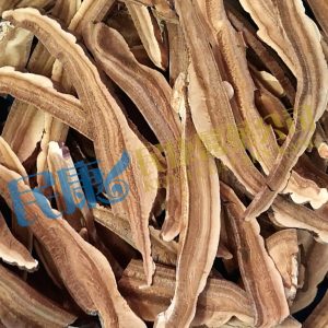 Ganoderma<br>LingZhi<br>靈芝<br>灵芝