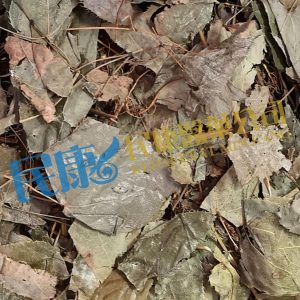HerbaEpimedii<br>YinYangHuo(XianLingPi)<br>淫羊藿(仙靈脾)<br>淫羊藿(仙灵脾)
