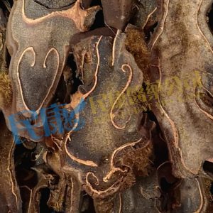 RhizimaCibotii<br>JinGouJi<br>金狗脊