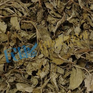 HerbaMenthaeHaplocalycis<br>Peppermint<br>BoHeYe<br>薄荷葉<br>薄荷叶