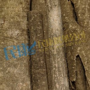 CortexIlicisRotundae<br>JiuBiYing(XiongDanPi)<br>救必應(熊膽皮)<br>救必应(熊胆皮)