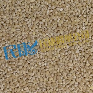 HordeumVulgare<br>PearlBarley<br>YangYiMi(DaMai/HeLanYiMi)<br>洋薏米(大麥/荷蘭薏米)<br>洋薏米(大麦/荷兰薏米)