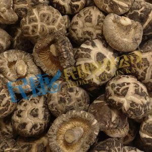 WhiteFlowerMushroom<br>FloralMushroom<br>BaiHuaGu<br>白花菇